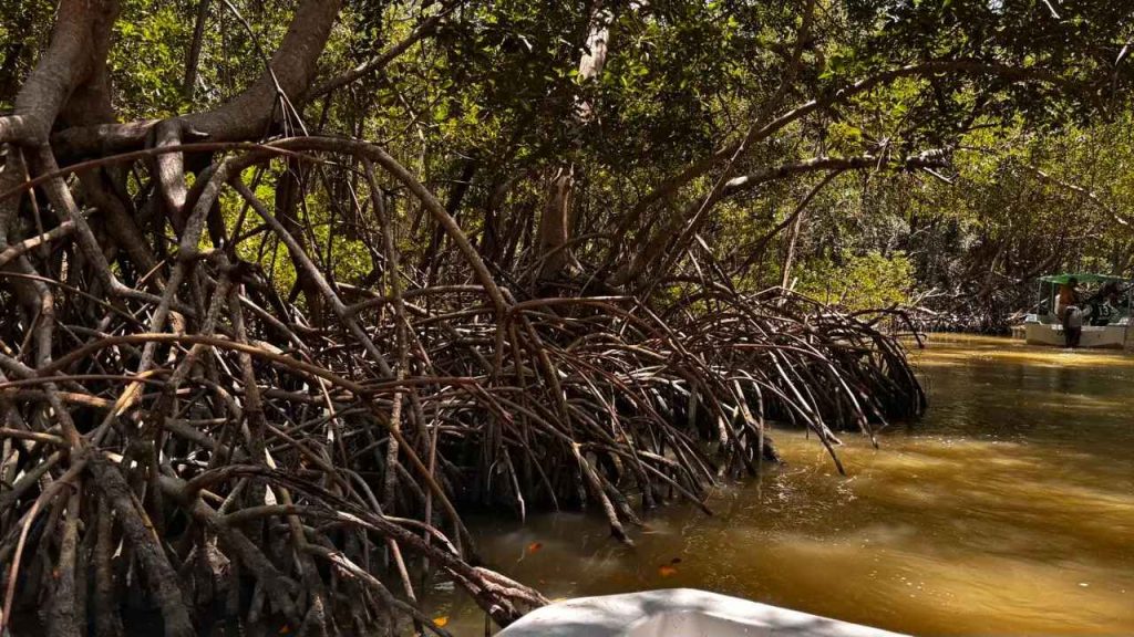 Alertan por riesgo en manglares del sureste mexicano