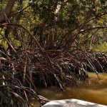 Alertan por riesgo en manglares del sureste mexicano