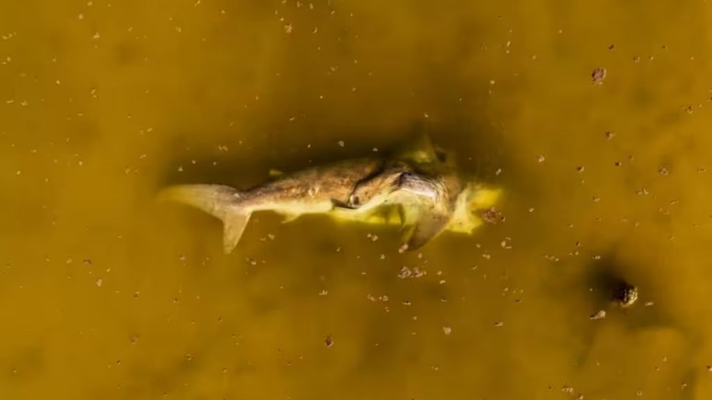 Fotografías aéreas mostraron los restos de un tiburón toro en un manglar de Progreso, lejos del mar y en aparente descomposición.