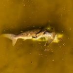 Fotografías aéreas mostraron los restos de un tiburón toro en un manglar de Progreso, lejos del mar y en aparente descomposición.