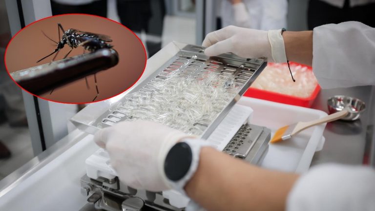 En el laboratorio de la UADY se liberan mosquitos con la bacteria Wolbachia para reducir la transmisión de dengue, zika y chikungunya.