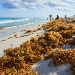 sargazo