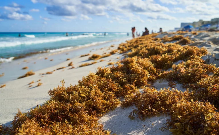 sargazo