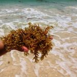 sargazo