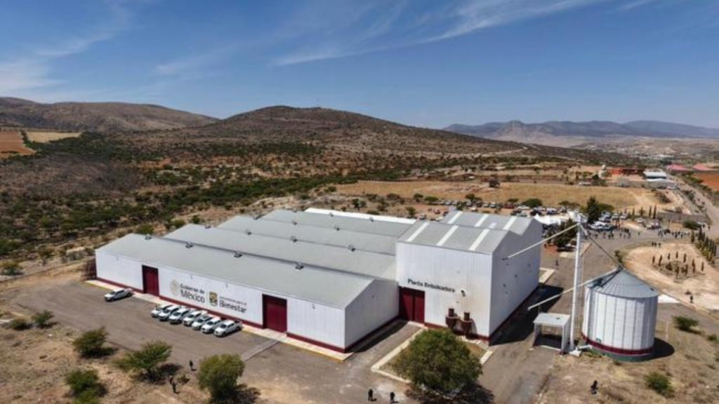 México alcanzó la autosuficiencia en frijol con una producción de 1.2 millones de toneladas, mientras el gobierno analiza ampliar la compra a productores.