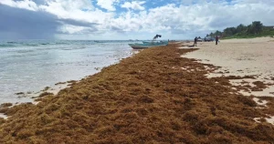 se-adelanta-arribazon-de-sargazo-en-costas-de-quintana-roo_9bfb8501-21c6-4ba8-8ed2-8f47ce6667b0_medialjnredespreviewcrop