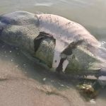 Un manatí fue hallado sin vida en la zona de la desembocadura de la Bahía de Chetumal, con posibles heridas provocadas por la hélice de una embarcación.