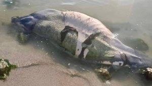 Un manatí fue hallado sin vida en la zona de la desembocadura de la Bahía de Chetumal, con posibles heridas provocadas por la hélice de una embarcación.