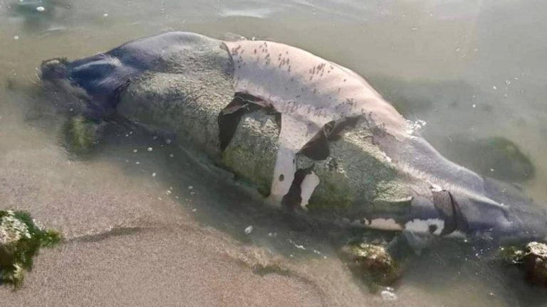 Un manatí fue hallado sin vida en la zona de la desembocadura de la Bahía de Chetumal, con posibles heridas provocadas por la hélice de una embarcación.
