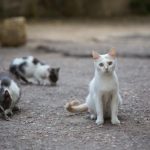 como_ayudar_a_los_gatos_callejeros_24726_600