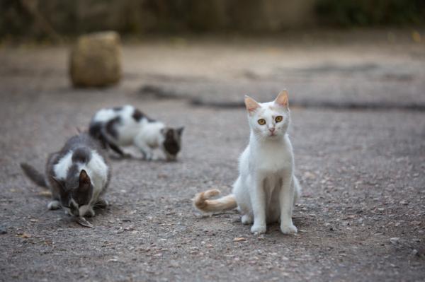 como_ayudar_a_los_gatos_callejeros_24726_600