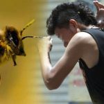 Feroz-ataque-de-abejas-deja-una-persona-en-grave-estado-de-salud-1024x576