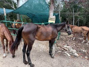 caballo